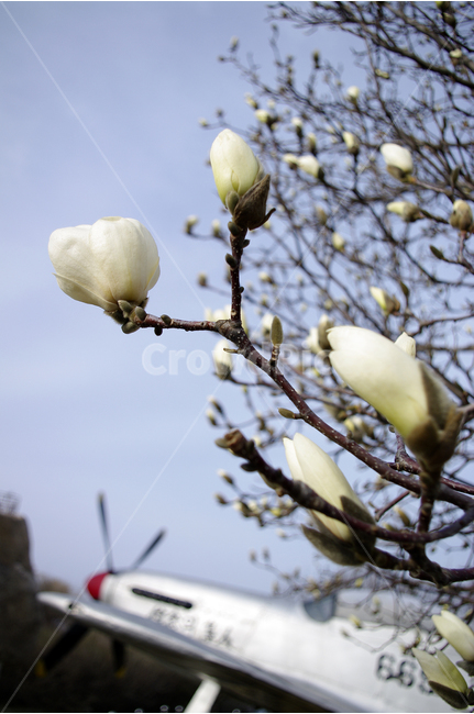 목련,목련나무,목련꽃,봄,봄날,봄풍경,감성,spring,flower,하얀,흰색,white,식물,꽃,꽃봉오리,봄,계절,spring,season,식물,자연,plants,nature,꽃,flower,animal,동물,bird,새