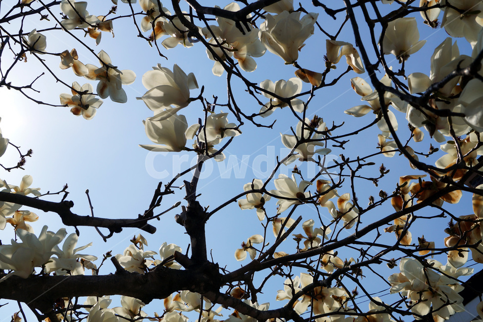 목련,꽃,나무,봄,하늘,구름,나뭇가지,magnolia,flowers,trees,spring,sky,clouds,branches