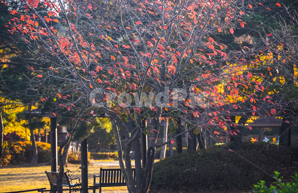 단풍,나무,가을,추색,계절,풍경,공원,가을,계절,fall,autumn,season,tree,plant,식물