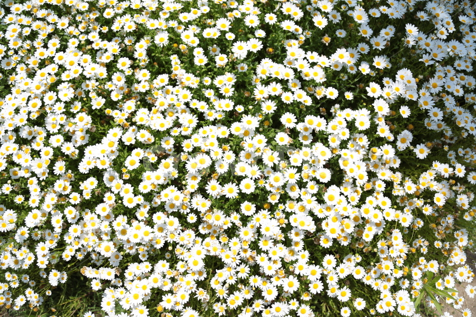 꽃,흰색,국화,자연,축제,식물,자연,plants,nature,꽃,flower