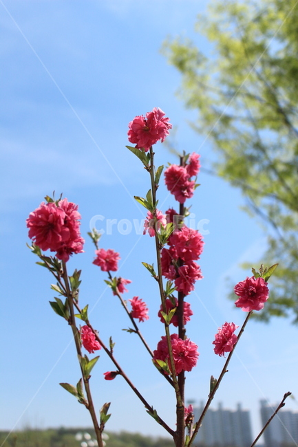 꽃,식물,자연,하늘,flower,sky