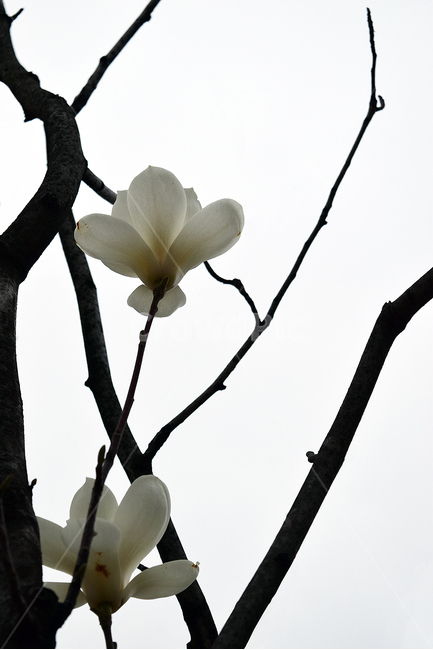 봄,식물,꽃,목련,flower,식물,자연,plants,nature,꽃,flower