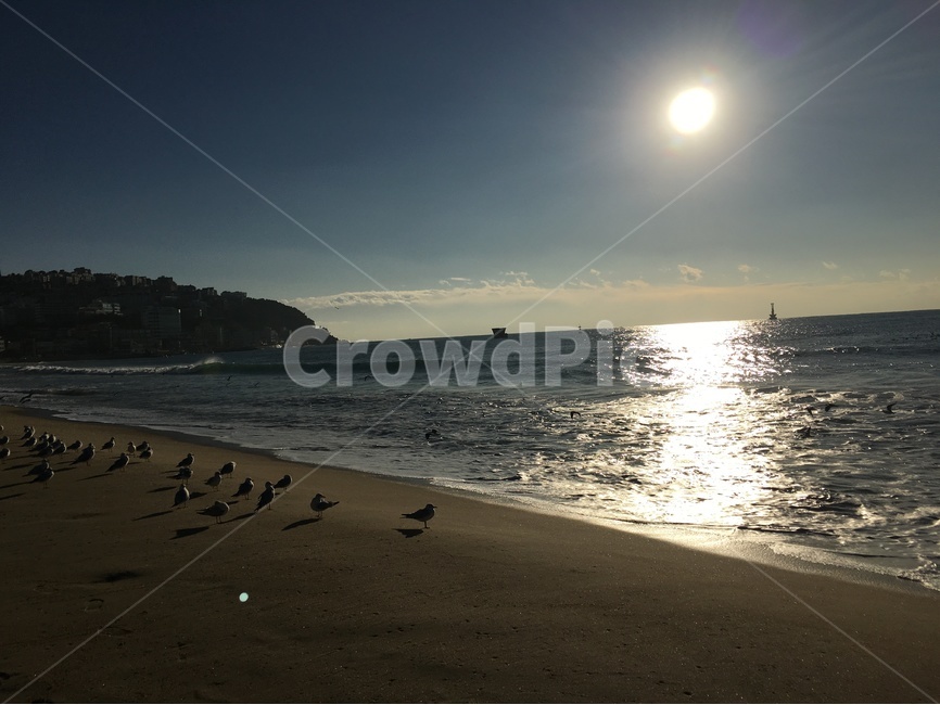 바다,해변,파도,갈매기,일몰,해,바닷가,해안,자연,풍경,nature,landscape,해변,바다,beach,sea,동물,animal,조류,새,birds,outdoors,옥외