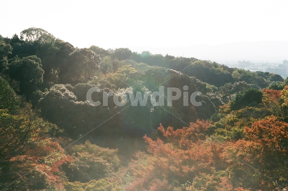 단풍,산,가을산,단풍나무,하늘,가을색,가을,fall,autumn,계절,season,자연,나무,빨강,초록,식물,태양,sunlight,햇빛,가을,계절,fall,autumn,season,자연,풍경,nature,landscape,tree,plant,slope,경사,fir,전나무