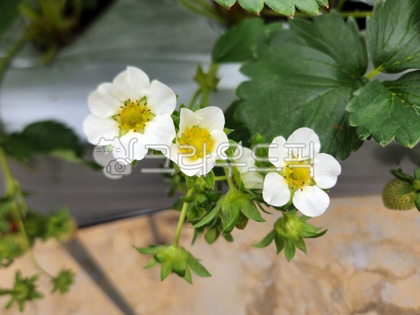 꽃,flower,딸기,딸기꽃,strawberry