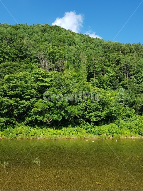 나무,자연,nature,풍경,산,식물