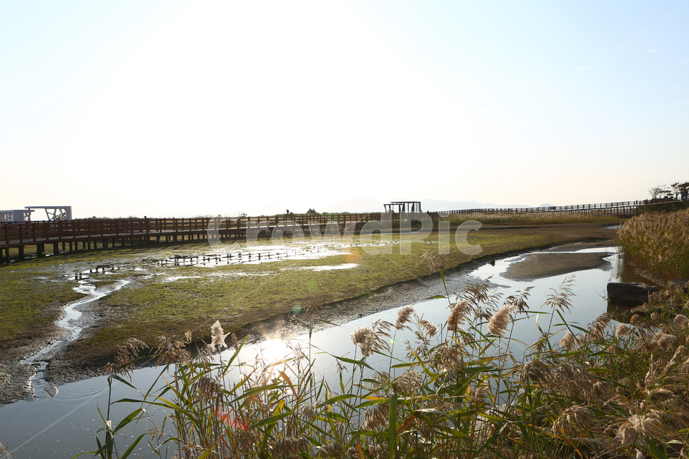 nature,자연,잔디,water,다대포,고우니생태길,자연,풍경,nature,landscape
