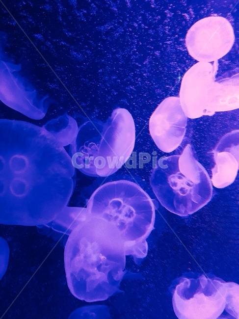 해파리,투명,발광해파리,생물,귀여운,네온등,네온,보라색,수생동물