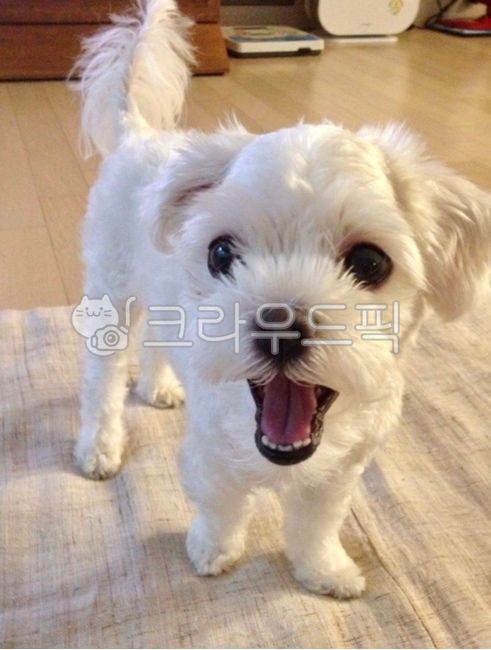 말티즈,마르티즈,강아지,개,반려견,애완견,하얀개,maltese,동물,puppy