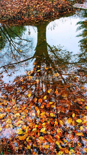 나무,단풍,낙엽,빨강,노랑,가을,계절,fall,autumn,season,tree,plant,식물,leaf,잎,tree trunk,나무 줄기