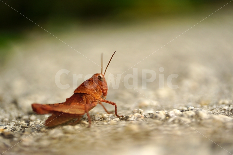 곤충,풀무치,메뚜기,동물,자연,insect,벌레,nature,animal,여름,summer,계절,season,동물,animal,곤충,벌레,insect,bug
