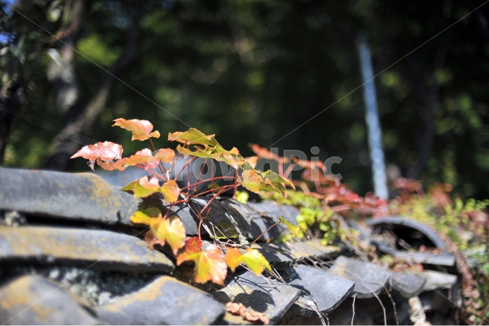 담,기와,담쟁이,덩굴식물,식물,가을,돌담,골목,시골,풍경,가을,계절,fall,autumn,season,한국전통,한국문화,korean traditional,korean culture,leaf,잎,plant,tree,나무