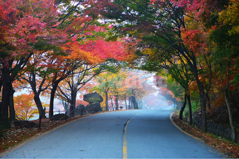 전남,백양사가을,장성,백양사,tree,나무,plant,식물,maple,단풍,leaf,잎,treetrunk,나무줄기,경치,경관,풍경,가을,계절,딘풍잎,추색,추경,outdoors,옥외,nature,자연,asphalt,아스팔트,road,도로,가을,계절,fall,autumn,season,자연,풍경,nature,landscape