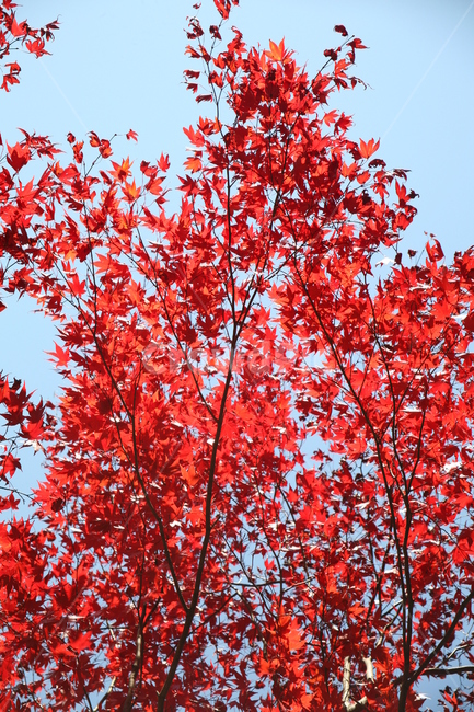 나무,단풍,가을,계절,단풍나무,붉은단풍,tree,plant,식물,잎,maple,leaf