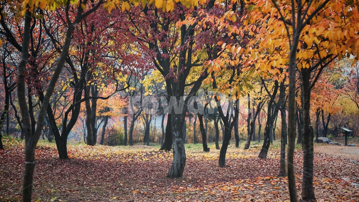 가을,풍경,수목원,대전,나무잎,가을,계절,fall,autumn,season,자연,풍경,nature,landscape,식물,plants,나무,trees,wood,tree,plant,tree trunk,나무 줄기