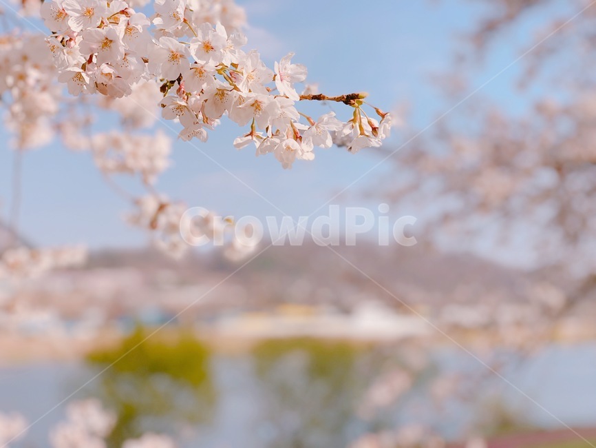 봄,벚꽃,계절,분홍,배경화면,봄,계절,spring,season,plant,식물,blossom,꽃,flower
