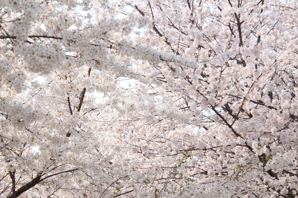 벚꽃,꽃,꽃배경,봄배경,봄풍경,풍경,봄,계절,spring,season,식물,자연,plants,nature,꽃,flower,plant,blossom