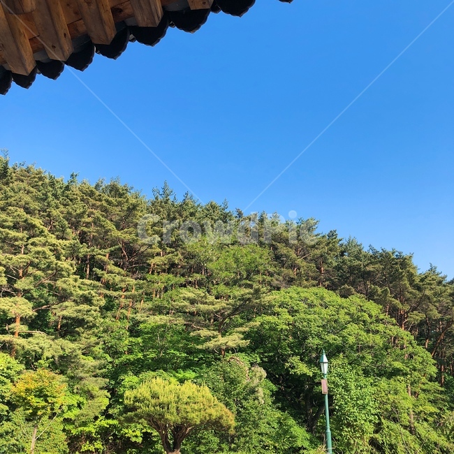 산사,절,나무,하늘,풍경