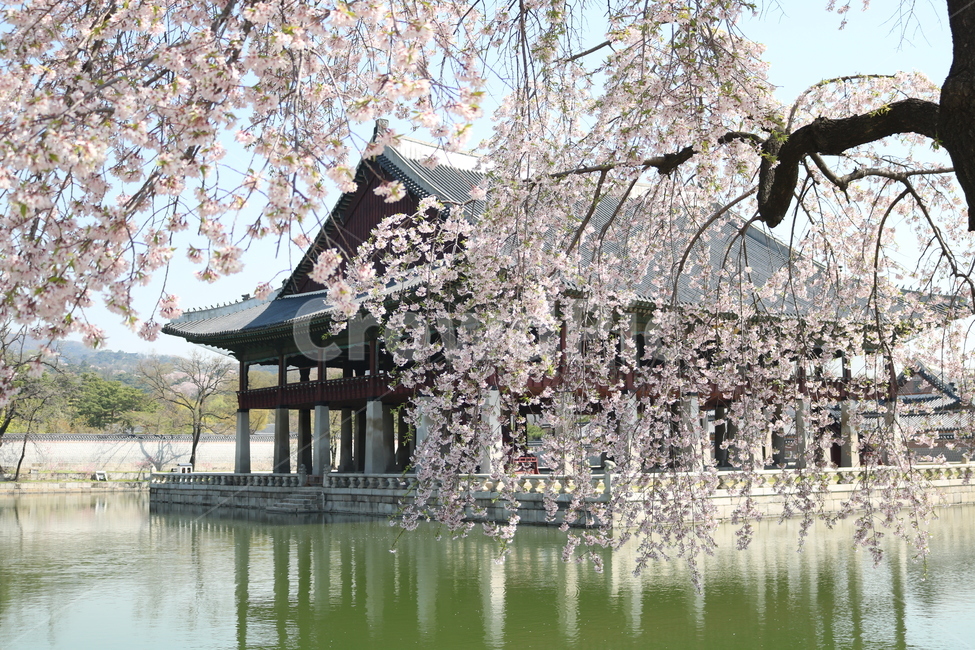 꽃,벚꽃,경복궁,경회루,수양벚꽃,봄,계절,spring,season,랜드마크,landmark,tourist attraction,한국랜드마크,한국관광지,한국명소,korea landmark,korea tourist attraction
