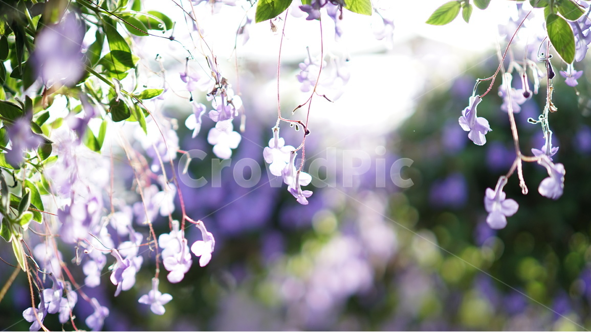 꽃,반짝반짝,세계꽃식물원,아산,서산,식물,자연,plants,nature,꽃,flower,휴식,힐링,rest,relaxation,healing