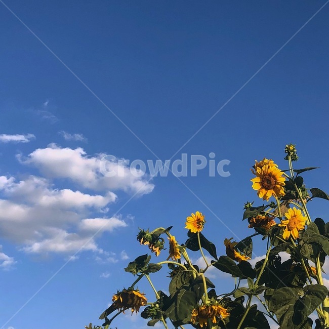 자연,하늘,꽃,해바라기,구름,sunflower,여름,계절,summer,season,식물,자연,plants,nature,꽃,flower,plant
