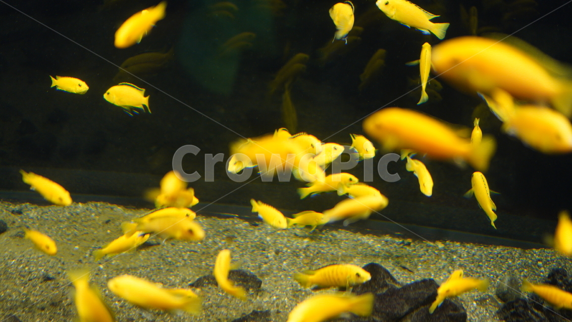 fish,물고기,animal,동물,노란물고기,수족관