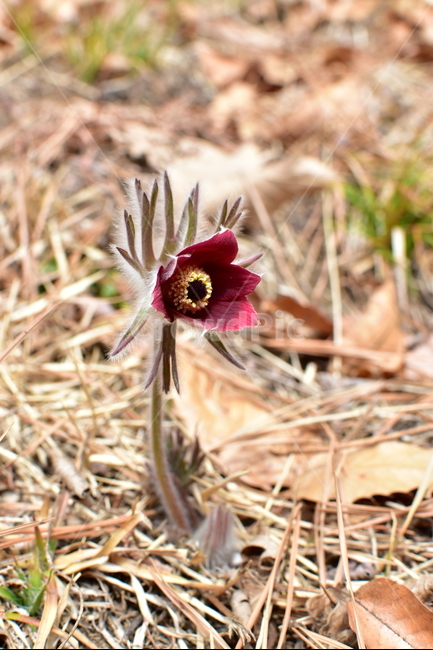 봄,봄꽃,할미꽃,산청,재삼,식물,자연,plants,nature,꽃,flower