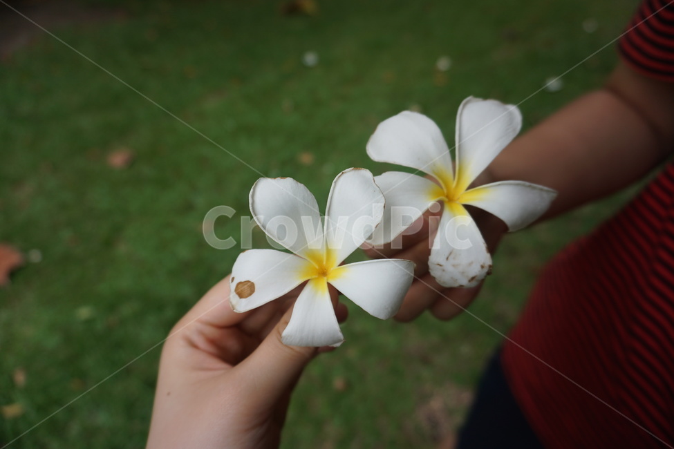 꽃,flower,blossom,plant,식물,꽃잎,person,사람,초록,노랑,hand