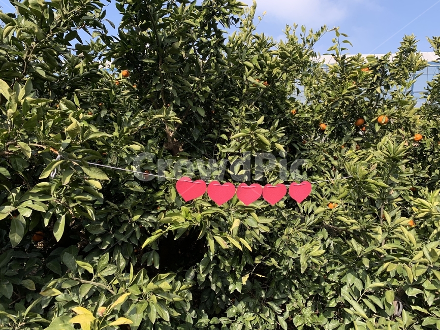 식물,plant,하트,heart,농원,가랜드
