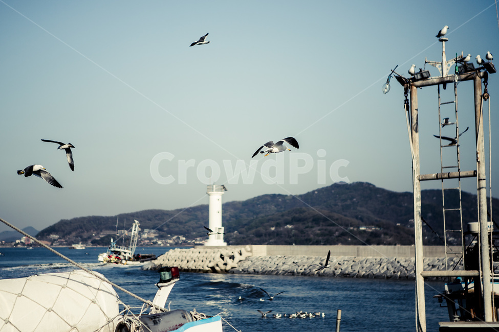 갈매기,바다,어선,등대,선박,watercraft,새,bird,동물,animal,레저활동,산업,industry,industrial,어업,fishery,fishing industry