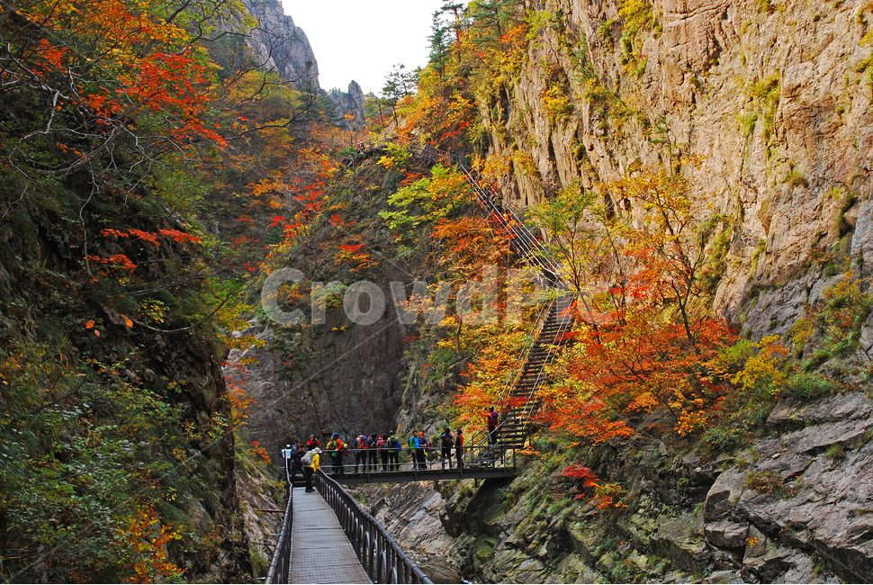 가을,산,설악산,국립공원,단풍,10월,maple,nationalpark,seoraksannationalpark,season,background,바탕,배경,백그라운드,단풍나무,시즌,계절,단풍명소,등산로,등산객,철계단,천불동계곡,내설악,mountain,korea,협곡,계곡,골짜기,landscape,풍경,valley,사람,plant,식물,tree,나무,person,한국자연경관,가을,계절,fall,autumn,season,자연,풍경,nature,landscape