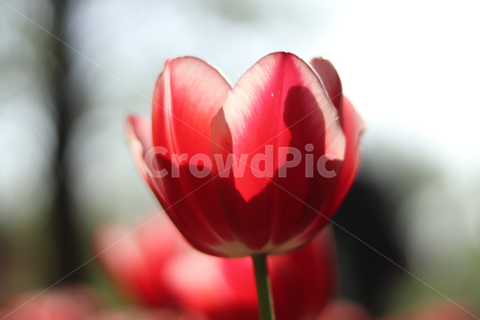 봄,flower,봄꽃,튤립,빛,5월,tulip,아름다운꽃,식물,자연,plants,nature,꽃,flower