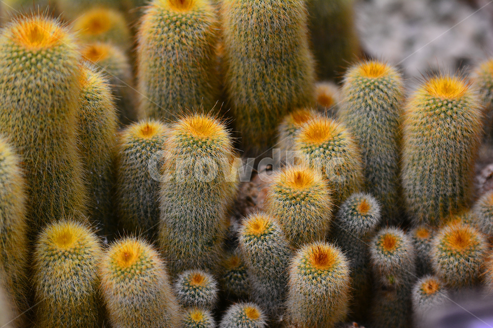 선인장,다육식물,디육이,식물,가시,아열대식물,cactus,다육질,사막,plant,식물원,열대식물,예리함,날카로움,상처,주의,보호,군락지,귀여운,방어,thorn,식물,자연,plants,nature