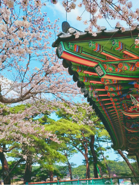 한옥,전통적인,봄,벚꽃,한국,대한민국,가옥,처마,전통문양,기와,기와지붕,맑음,한국전통