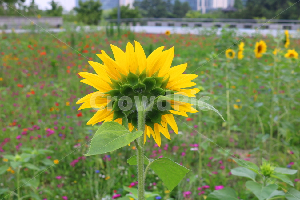 꽃,해바라기,해바라기꽃,식물,속씨식물,여름,식물,자연,plants,nature,꽃,flower