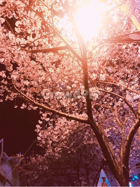 plant,식물,light,빛,벚꽃,나무