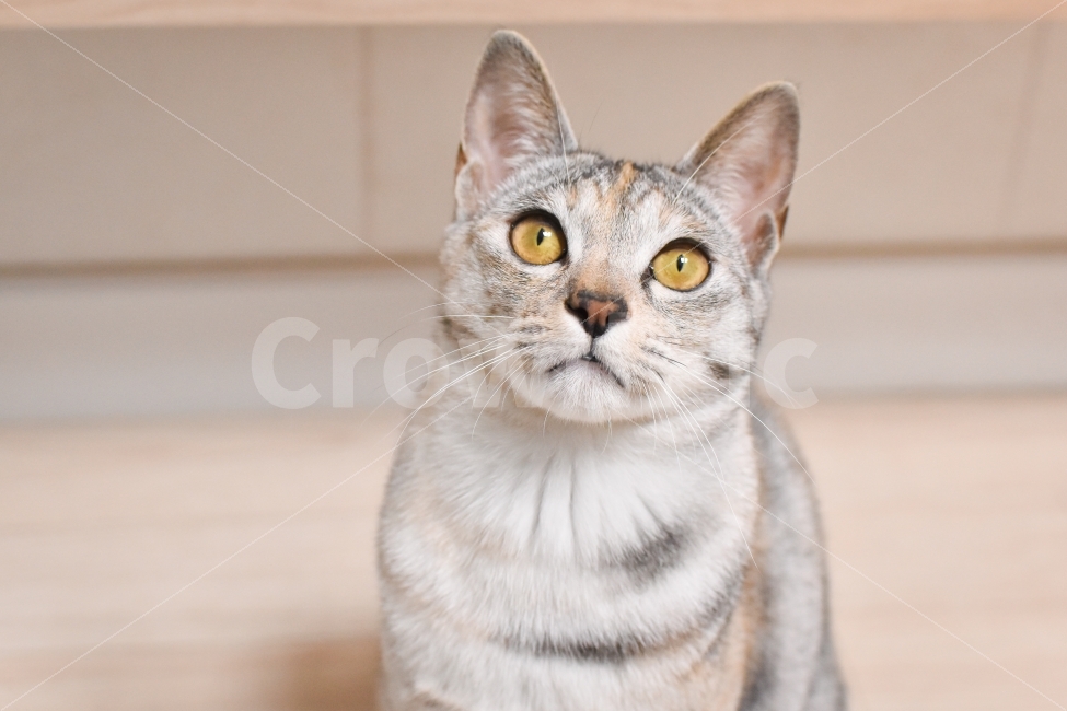 고양이,냥이,냥,애묘,애묘인,반려묘,반려동물,괭이,고냥이,야옹,코리안숏헤어,코숏,동물,얼굴,믹스,잡종,귀요미,새끼,새끼고양이,암컷,동물,animal,고양이,cat,kitten,kitty,포유류,mammal