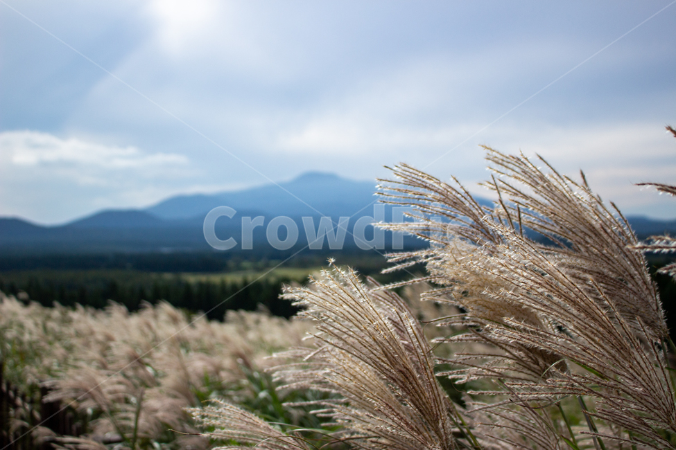 갈대,식물,한라산,제주,reed,식물,자연,plants,nature
