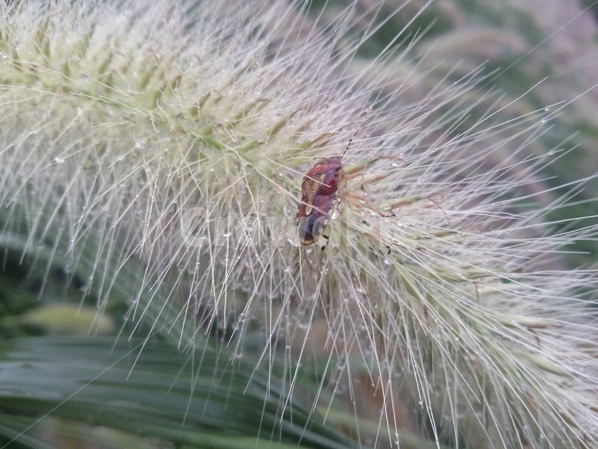 식물,plant,잎,곤충,자연,leaf,식물,자연,plants,nature
