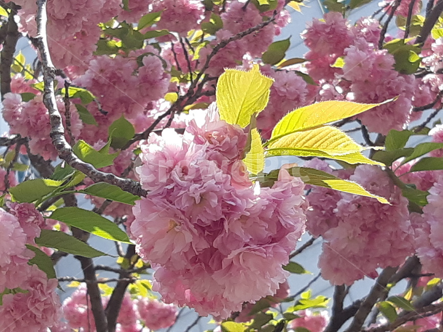 겹벚꽃,벚꽃,봄,배경,백그라운드,자연,식물,계절,분홍,분홍꽃,핑크,꽃송이,꽃잎,아름다움,벚나무,개화,만개,봄,계절,spring,season,식물,자연,plants,nature,꽃,flower,plant,blossom,cherry blossom