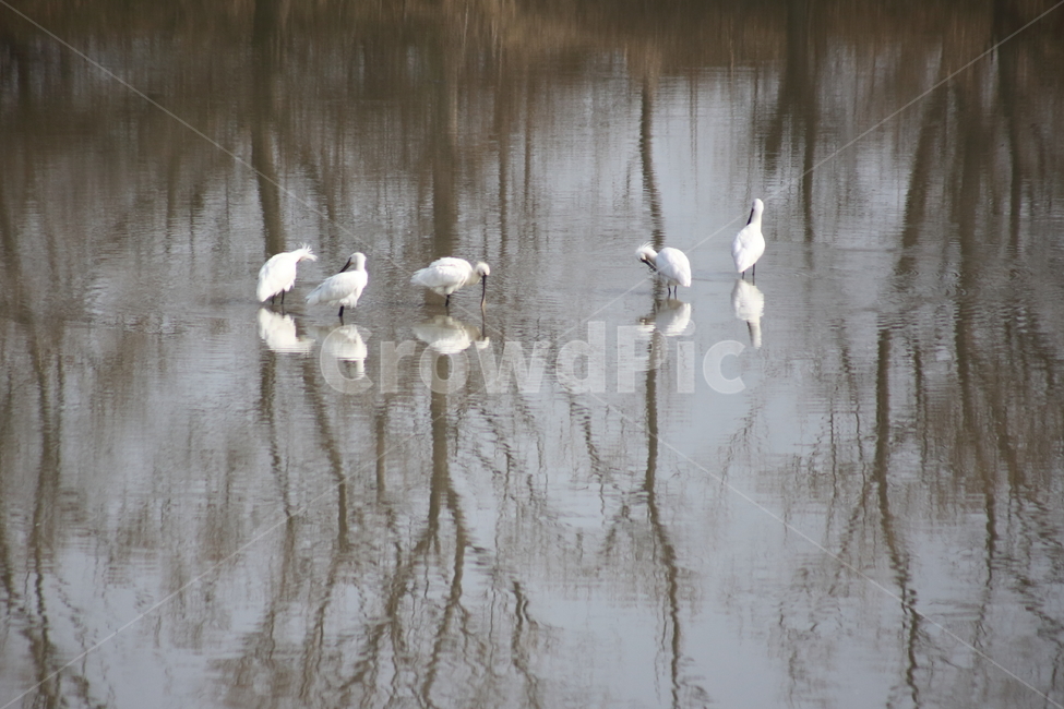 새,platalealeucorodialeucorodia,spoonbill,노랑부리저어새,저어새,water,nature,자연,반영,reflection,동물,animal,조류,새,birds