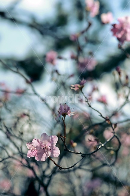 홍매화,flower,pink,tree,apricotflower,purple