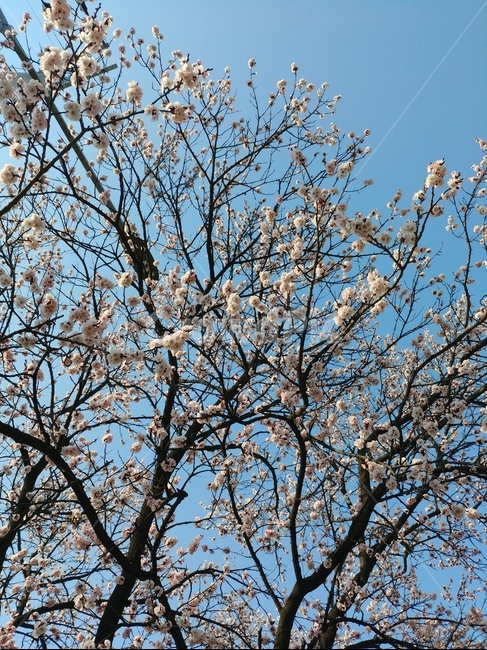 살구나무,살구,살구꽃,하늘,나무,봄,봄꽃