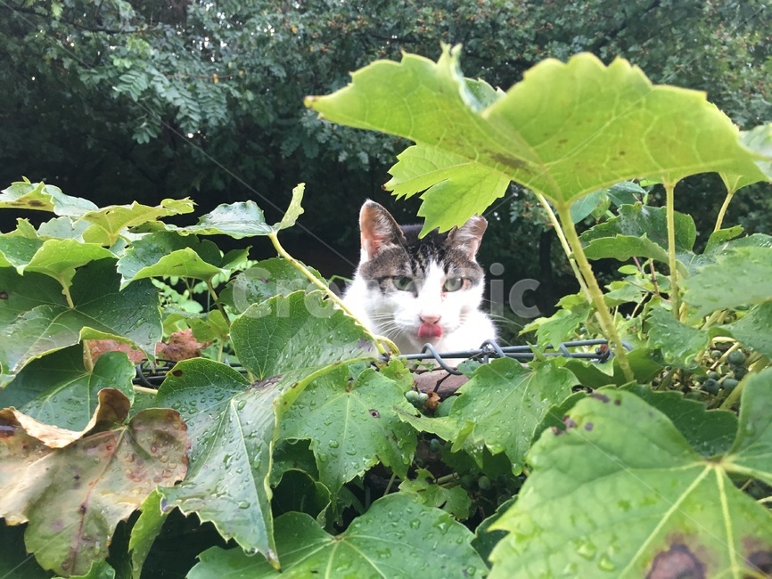 plant,식물,leaf,잎,pottery,공원,고양이,길고양이,담쟁이,혀낼름,뽀샤시