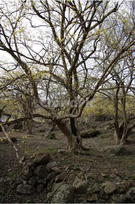 산수유,나무,꽃봉오리,봄,봄날,봄풍경,봄꽃,감성,spring,flower,봄길,산책,봄나들이,식물,꽃,봄,계절,spring,season,식물,자연,plants,nature,나무,trees,wood,tree,tree trunk,나무 줄기,plant,ground,바닥