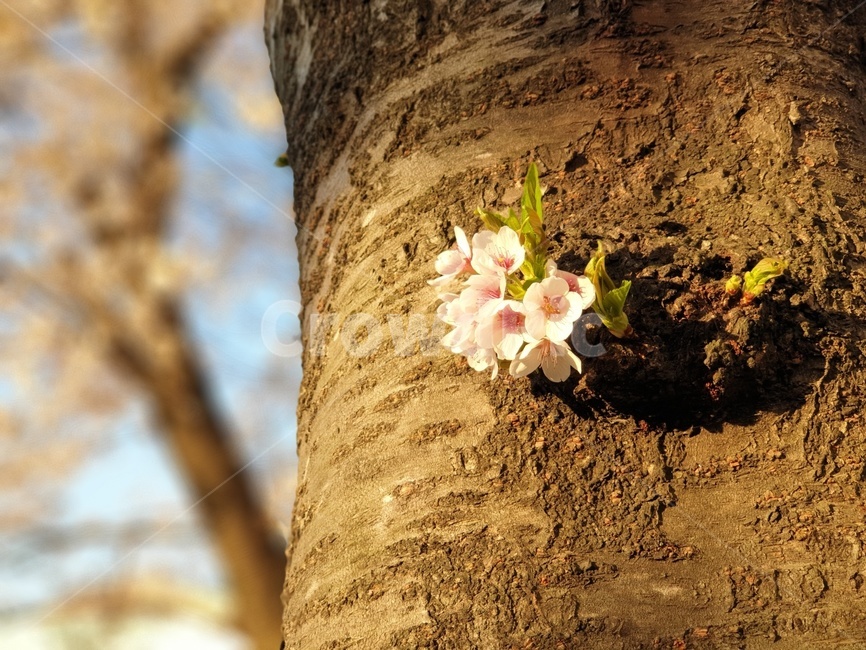 봄,벚꽃,꽃,봄꽃,나들이,꽃구경,하늘,flower,spring,자연,접사