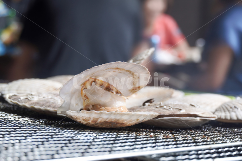 가리비,조개,해산물,캠핑,음식,여름,먹거리,안주,food,음식,식재료,요리,food,cook,meal,dishes,food reserves,수산물,해산물,fishery products,seafood