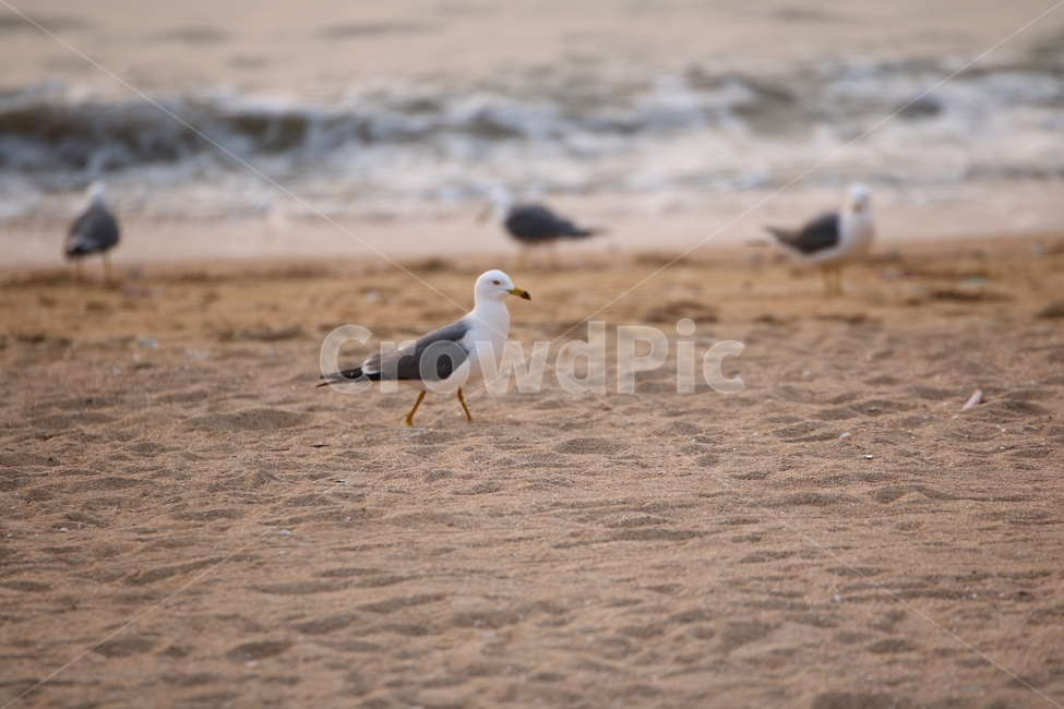 을왕리,해변,갈매기,갈매기친구들,새,동물,animal,조류,새,birds