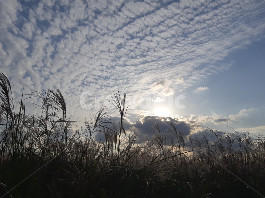 가을,가을하늘,하늘,억색풀,하늘공원,태양,풍경,plant,식물,nature,outdoors,sky,가을,계절,fall,autumn,season,grass,잔디,자연,옥외