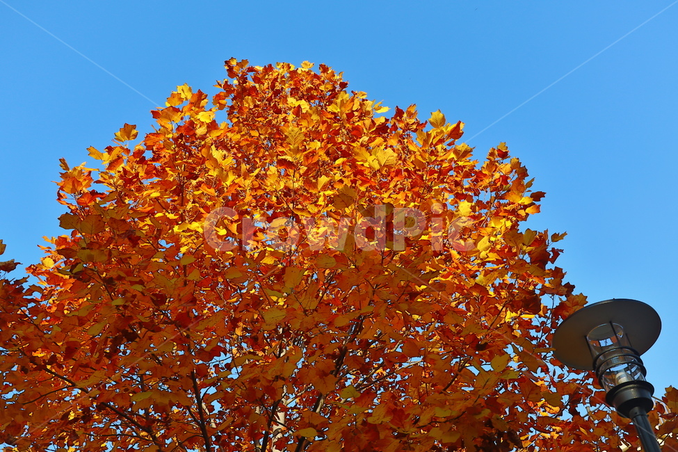 가을,낙엽,나무,tree,계절,가을,계절,fall,autumn,season,식물,자연,plants,nature,나무,trees,wood,leaf,잎,plant
